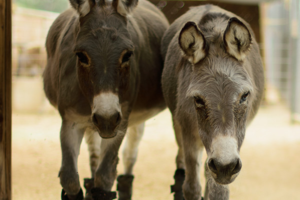 Two donkeys